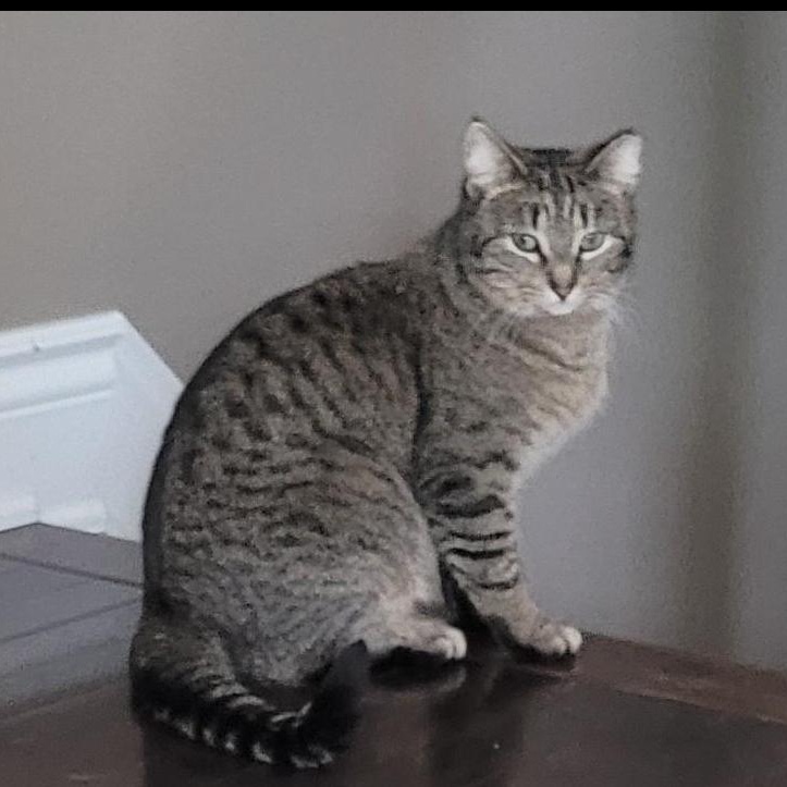 Enlarge Spring (f) & Hunter (m) 2yrs old siblings, a Adoptable Domestic Short Hair in Ottawa, ON image 5/6