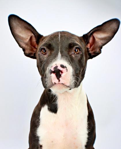 Enlarge Cookie, a Adoptable mixed breed in Morton Grove, IL image 1/3