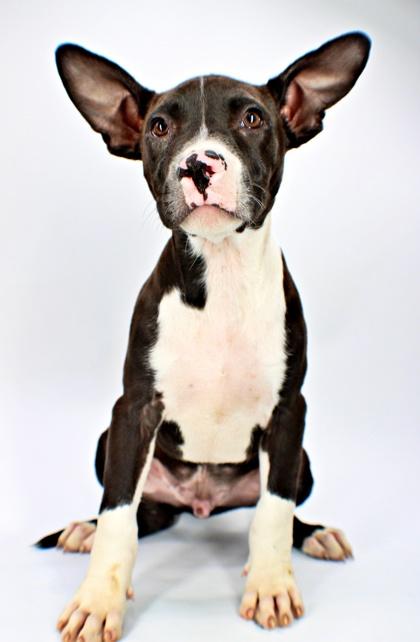 Enlarge Cookie, a Adoptable mixed breed in Morton Grove, IL image 2/3