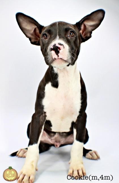 Enlarge Cookie, a Adoptable mixed breed in Morton Grove, IL image 3/3