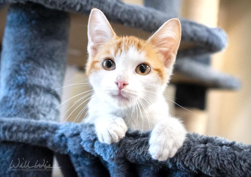Enlarge Goblin, a Adoptable mixed breed in Monroe, GA image 1/1