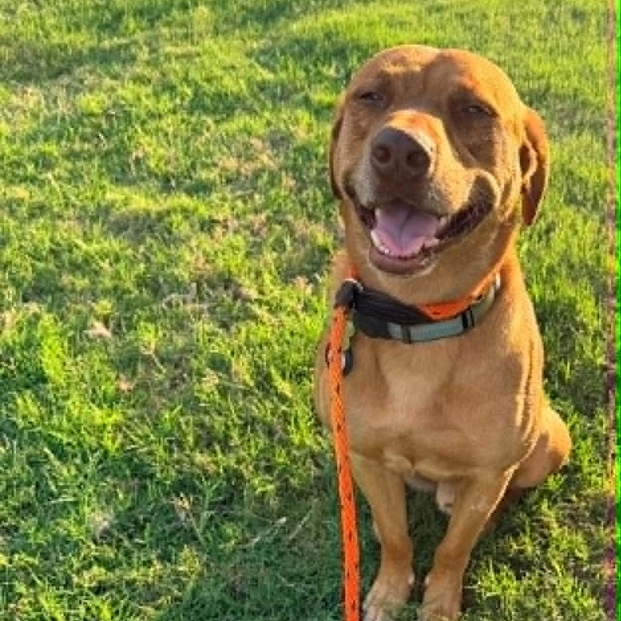 BUDDY, Adoptable, Adult Male Labrador Retriever & Rhodesian Ridgeback.