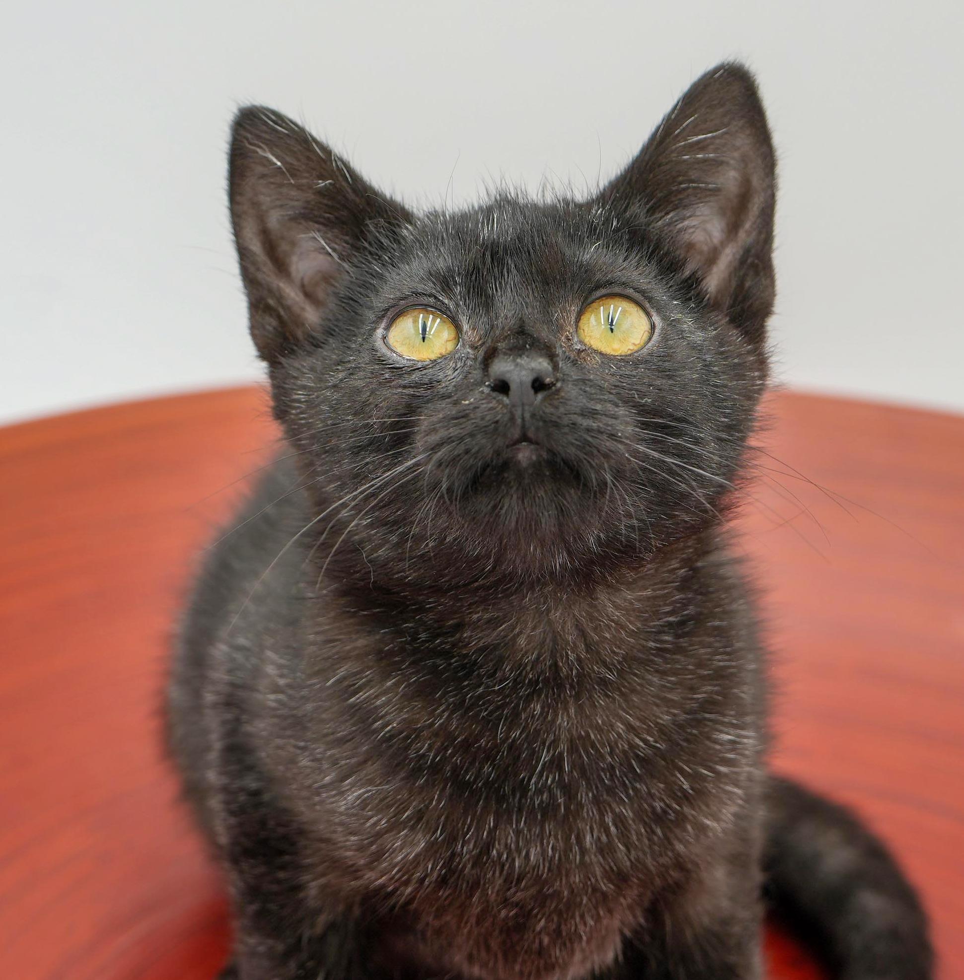 Mrs Potato Head cannot be any cuter or sweeter!  SMOKE WOW!, Adoptable, Kitten Female Bombay & Russian Blue.