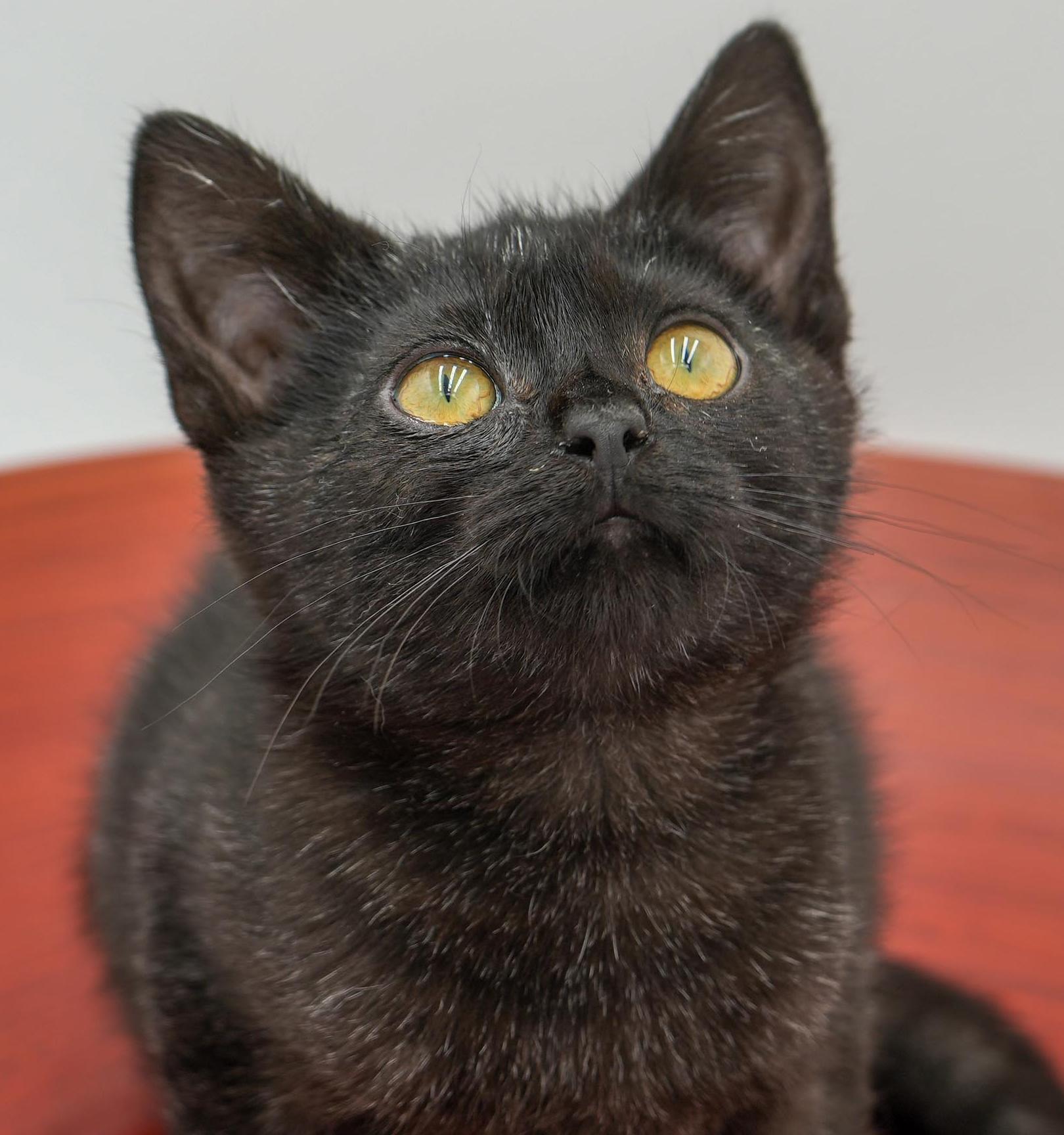 Enlarge Mrs Potato Head cannot be any cuter or sweeter!  SMOKE WOW!, a Adoptable mixed breed in Bedford Hills, NY image 4/6