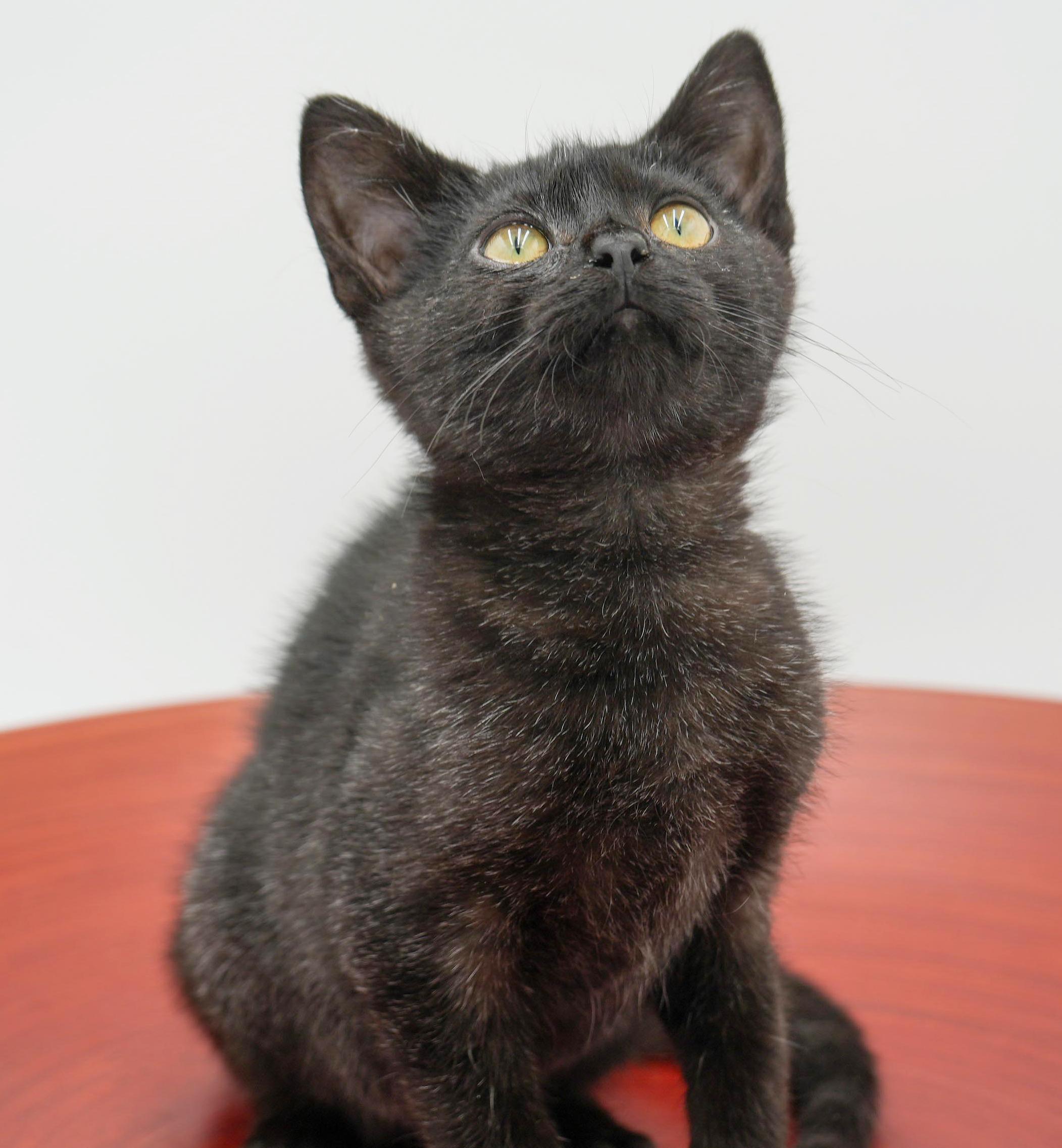 Enlarge Mrs Potato Head cannot be any cuter or sweeter!  SMOKE WOW!, a Adoptable mixed breed in Bedford Hills, NY image 3/6