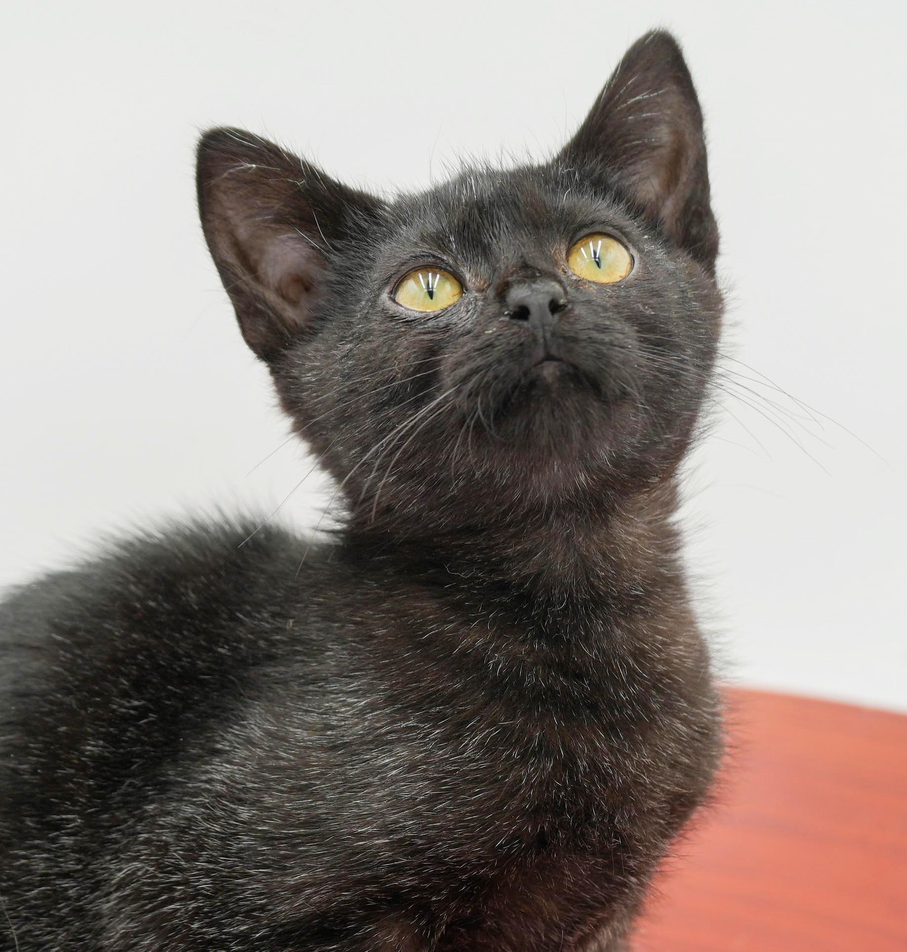 Enlarge Mrs Potato Head cannot be any cuter or sweeter!  SMOKE WOW!, a Adoptable mixed breed in Bedford Hills, NY image 5/6