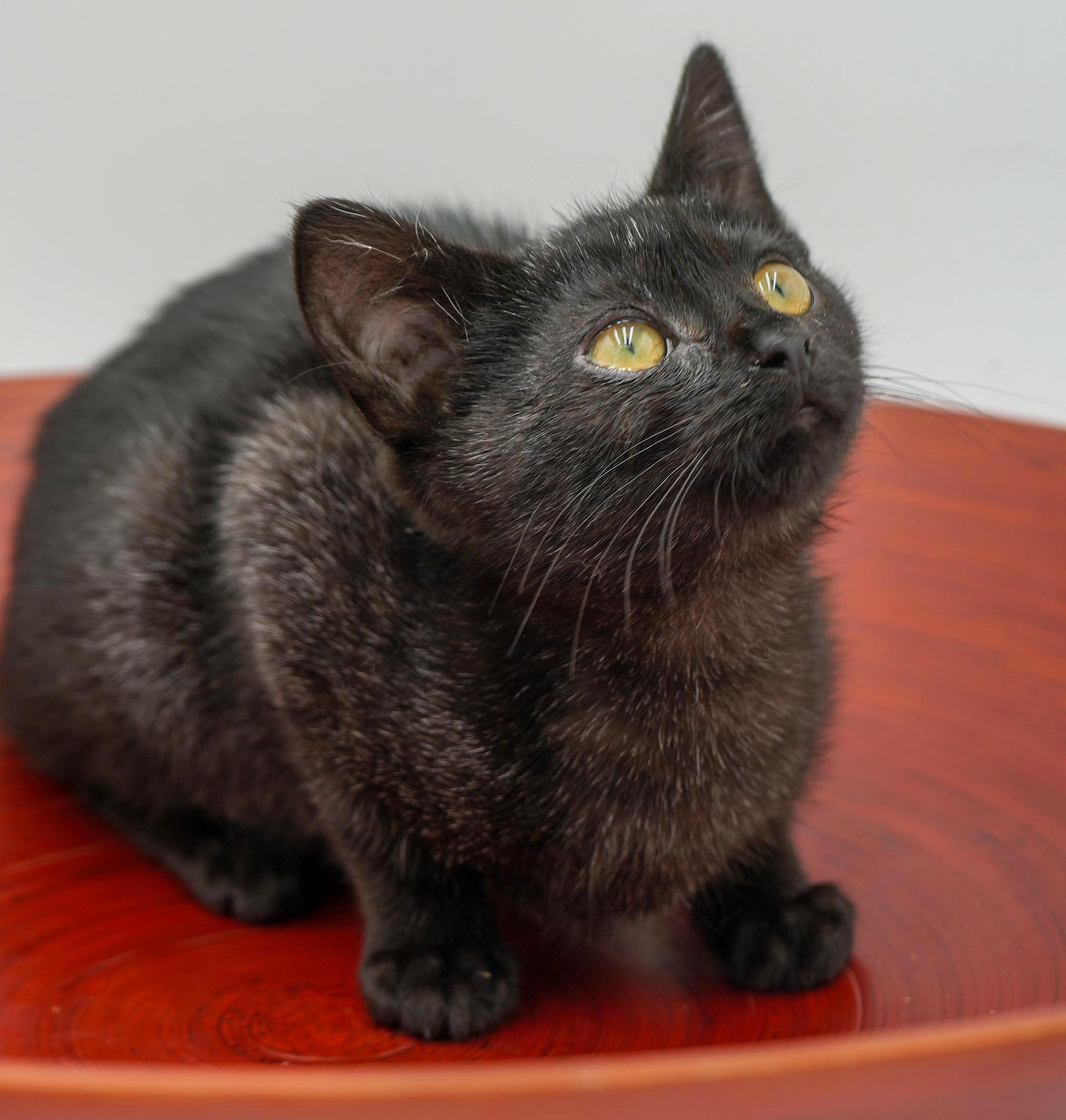 Enlarge Mrs Potato Head cannot be any cuter or sweeter!  SMOKE WOW!, a Adoptable mixed breed in Bedford Hills, NY image 2/6