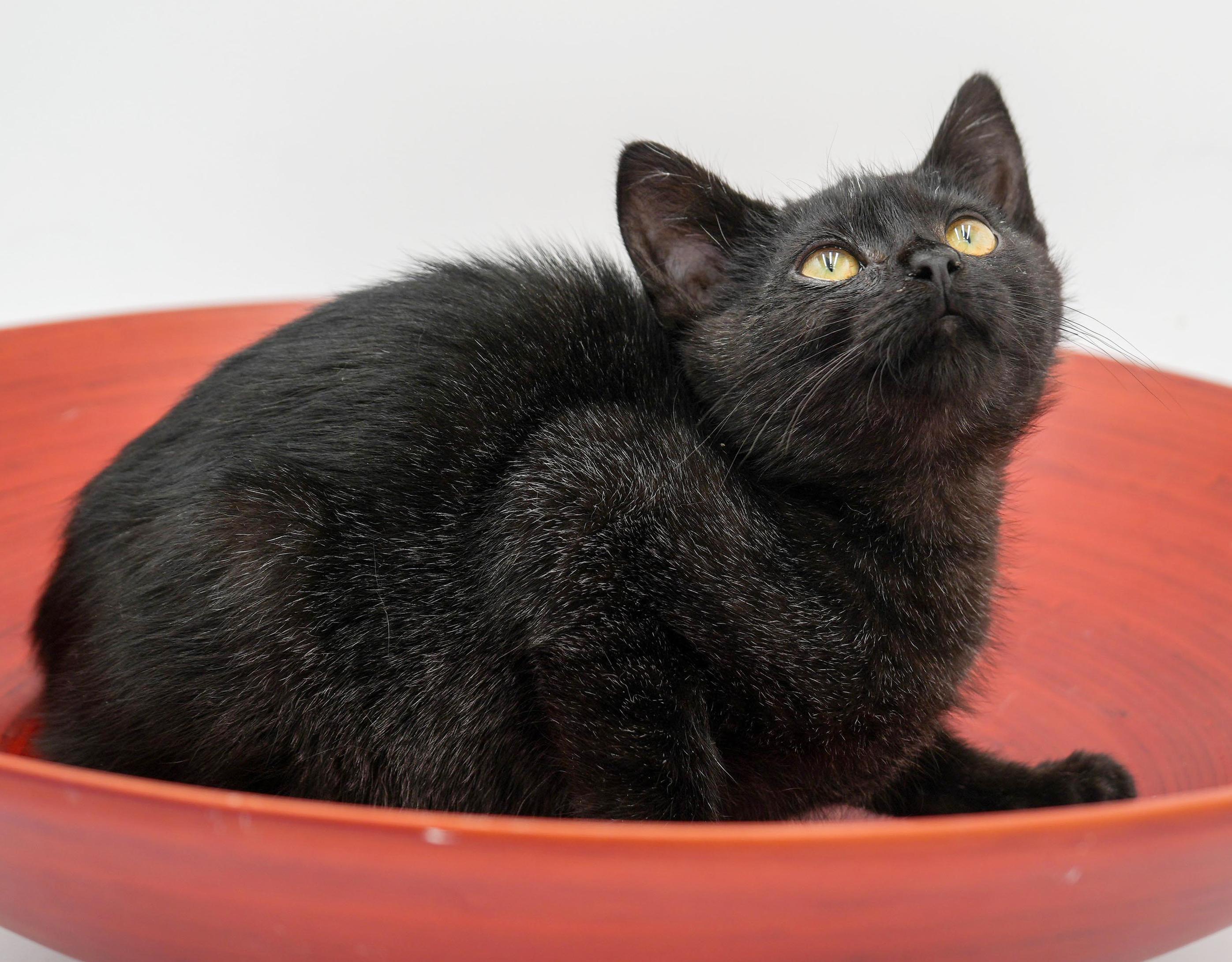 Enlarge Mrs Potato Head cannot be any cuter or sweeter!  SMOKE WOW!, a Adoptable mixed breed in Bedford Hills, NY image 6/6