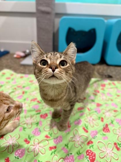 Pop Rocks, a Adoptable Domestic Short Hair in Louisville, KY image 2/3