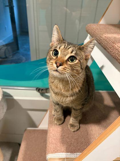 Pop Rocks, a Adoptable Domestic Short Hair in Louisville, KY image 3/3