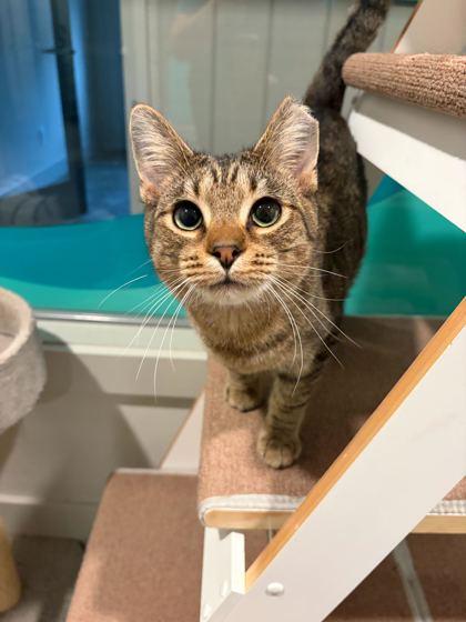 Pop Rocks, Adoptable, Kitten Male Domestic Short Hair & Domestic Short Hair.