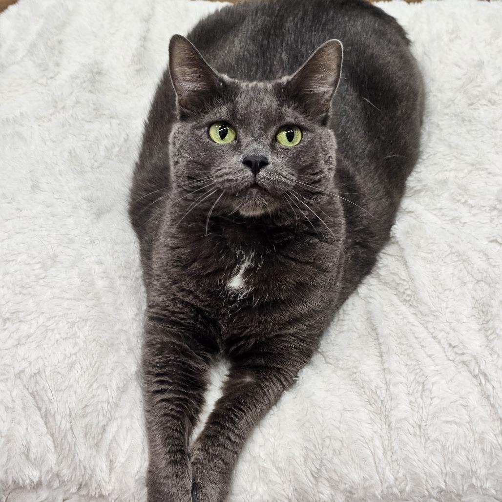 Princess, Adoptable, Senior Female Domestic Short Hair.