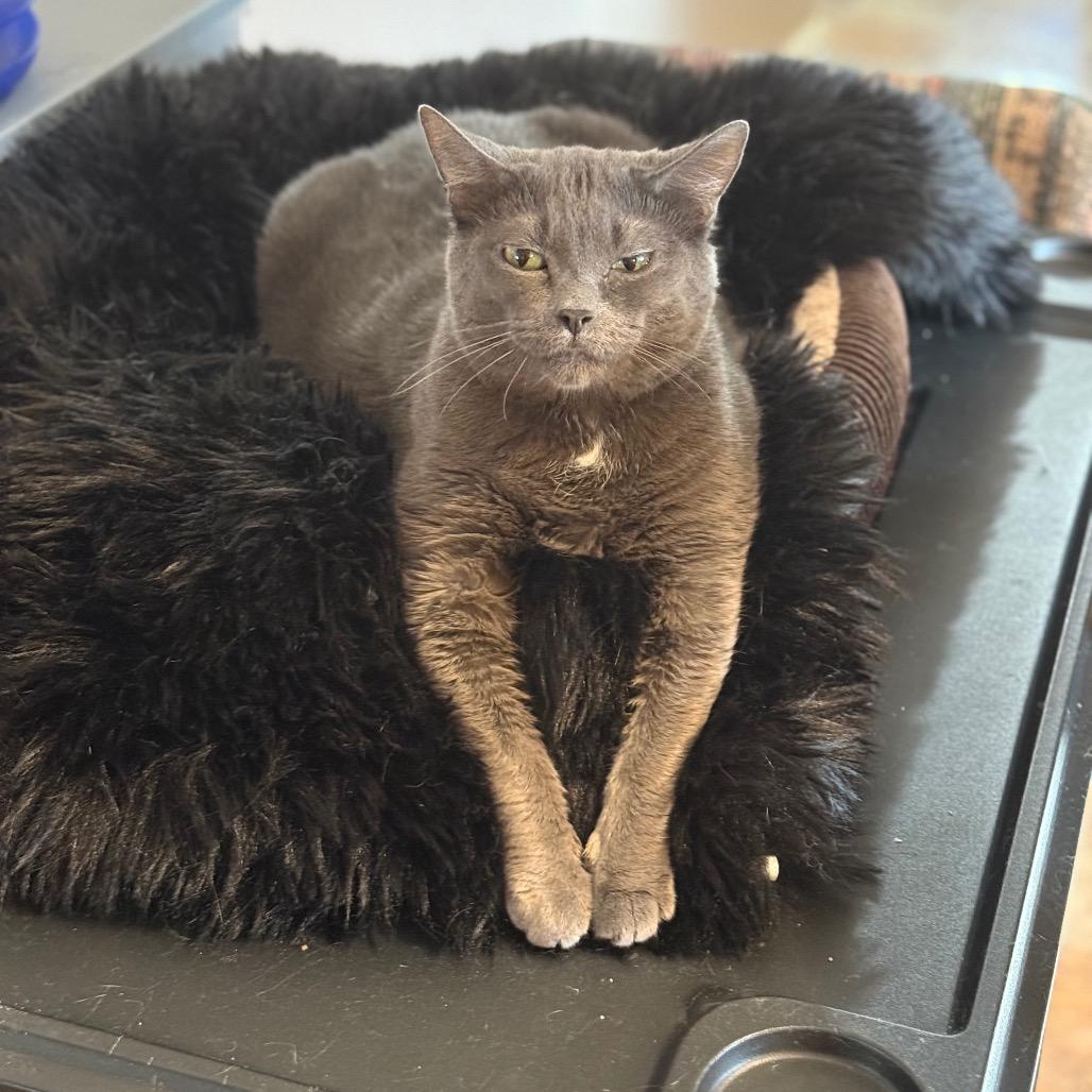 Princess, a Adoptable Domestic Short Hair in Tuscaloosa, AL image 2/3