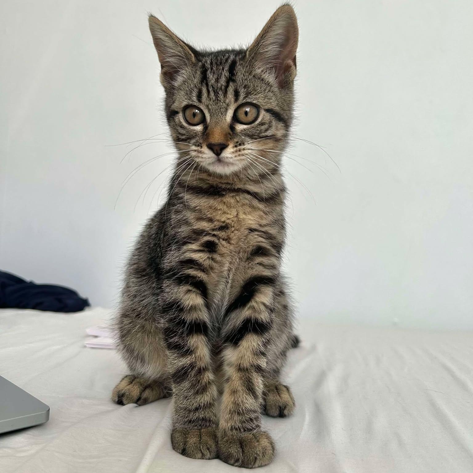 Enlarge Gnocchi- the sweetest girl, a Adoptable Domestic Short Hair in New York, NY image 4/6