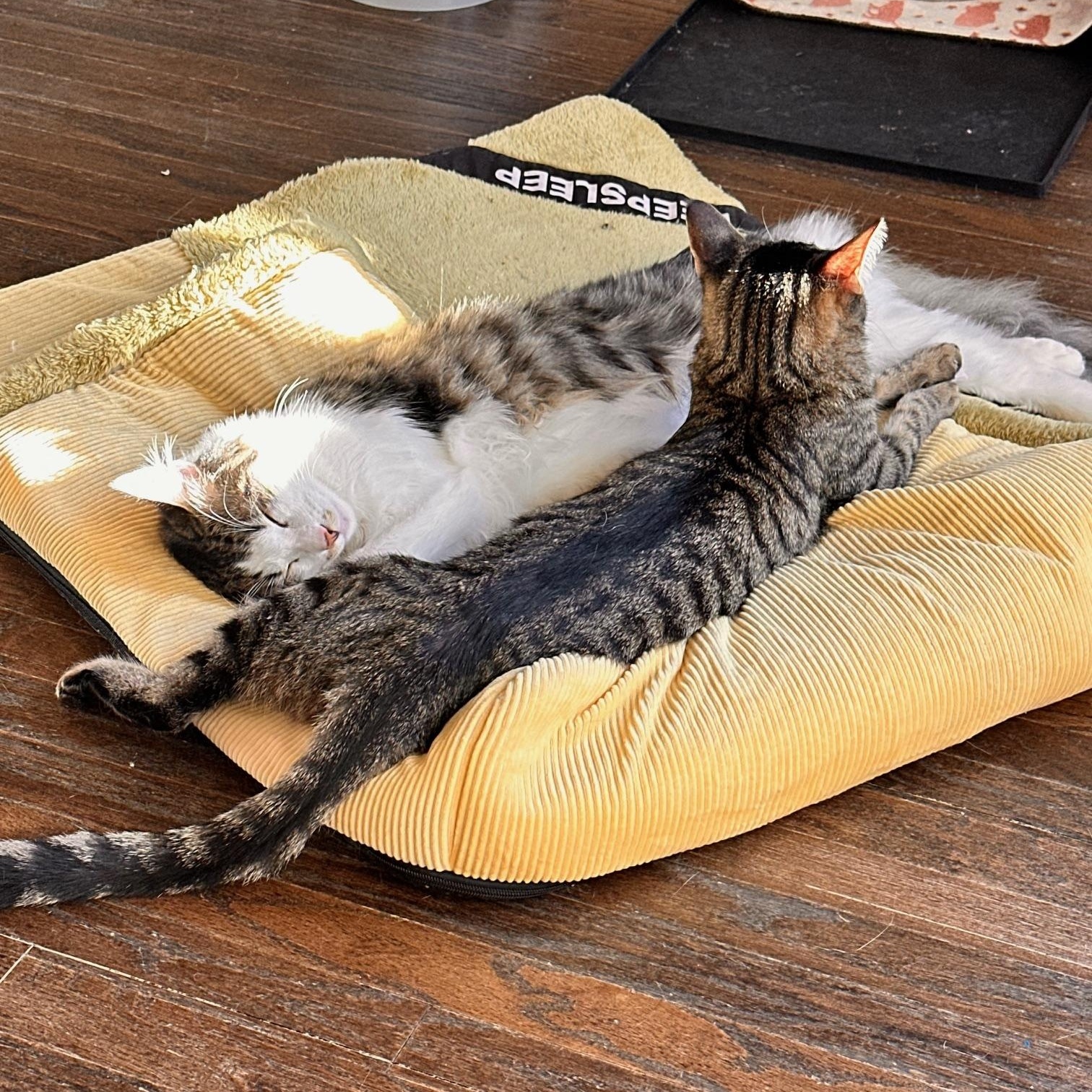 Valentino, a Adoptable American Shorthair in North Hollywood, CA image 2/5