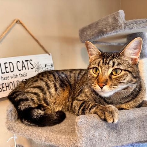 Valentino, a Adoptable American Shorthair in North Hollywood, CA image 3/5