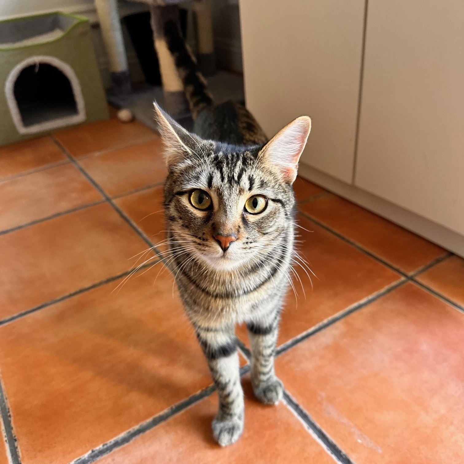 Valentino, a Adoptable American Shorthair in North Hollywood, CA image 4/5