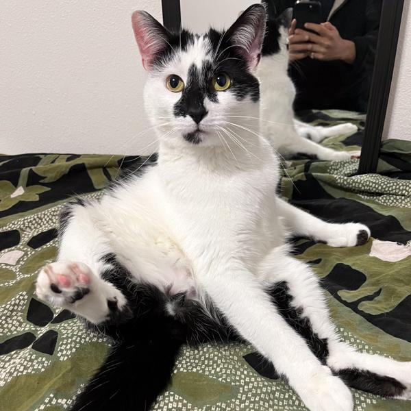 Milo, Adoptable, Adult Male Domestic Short Hair.