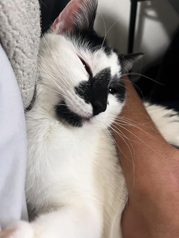 Enlarge Milo, a Adoptable mixed breed in Des Moines, IA image 4/4