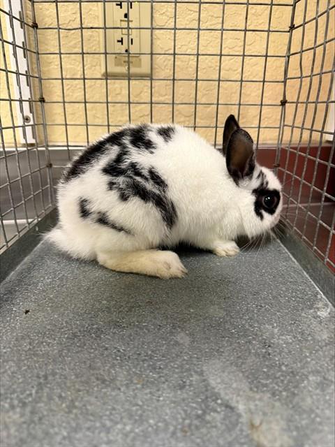 BABY, Adoptable, Baby Female Bunny Rabbit.