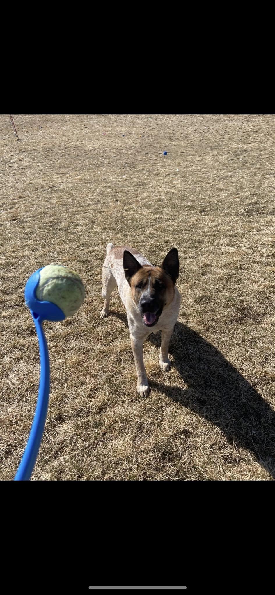 Zues, an adoptable Australian Cattle Dog / Blue Heeler in Prineville, OR, 97754 | Photo Image 2