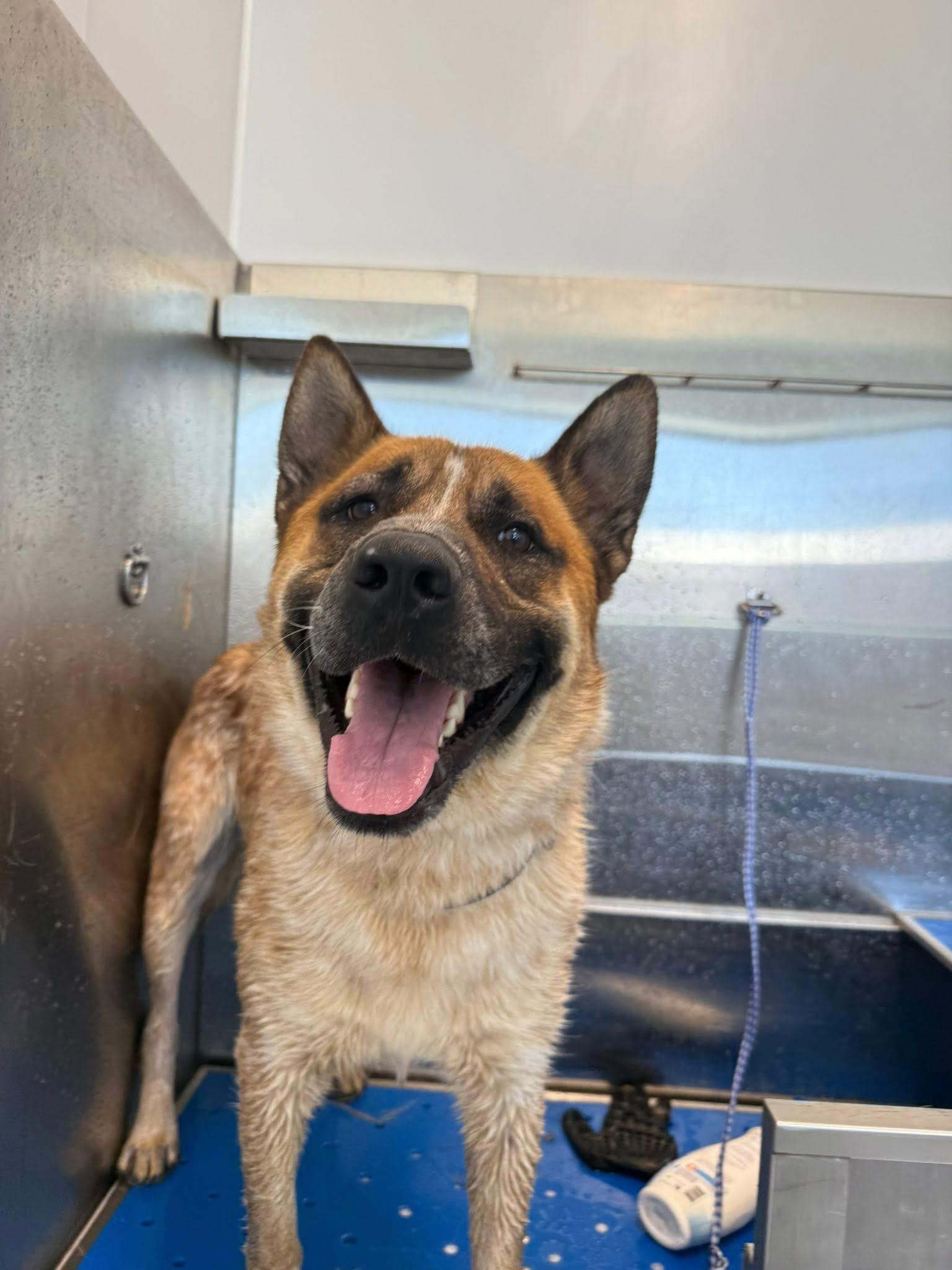 Zues, an adoptable Australian Cattle Dog / Blue Heeler in Prineville, OR, 97754 | Photo Image 1