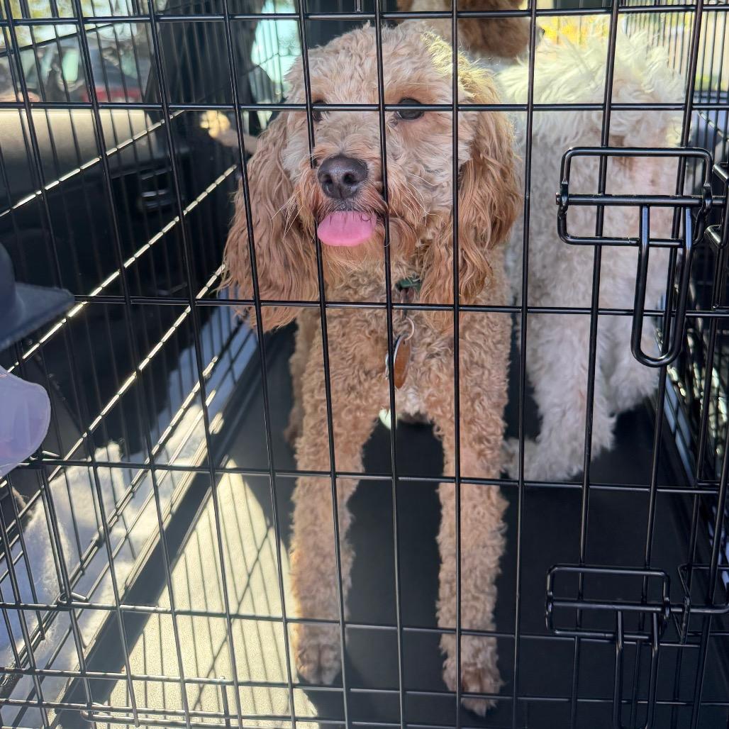 Teddy, Adopted, Adult Male Golden Retriever & Poodle.