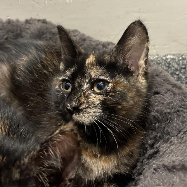 Watermelon C21717, an adoptable Domestic Short Hair in Hinsdale, IL_image-1