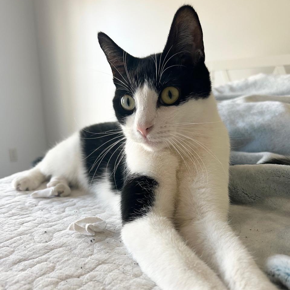 Grasshopper — thumbnail 2