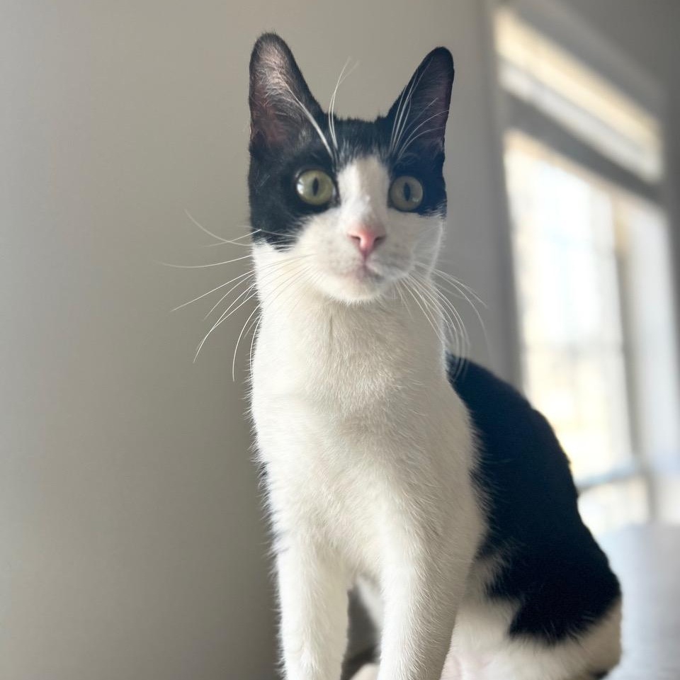 Grasshopper — thumbnail 3