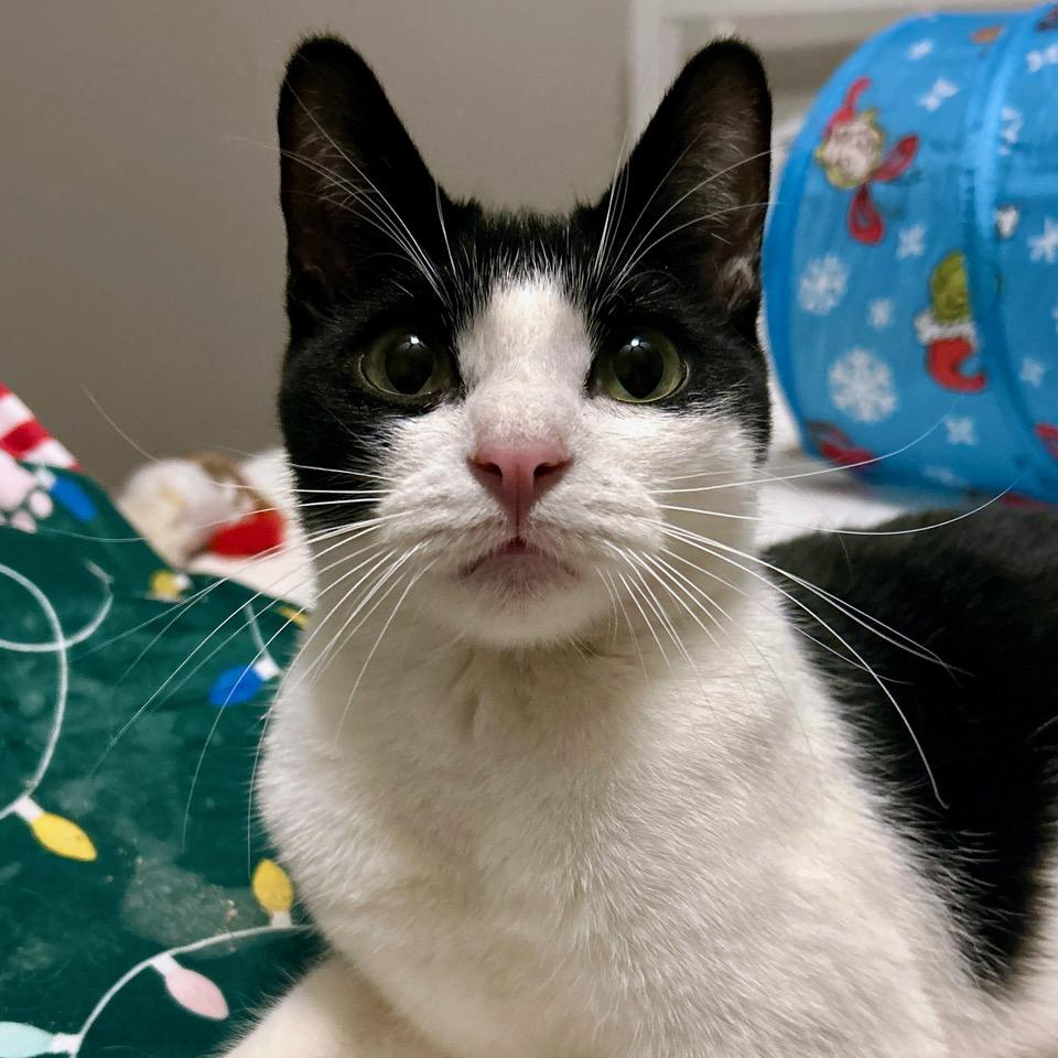 Grasshopper — thumbnail 4