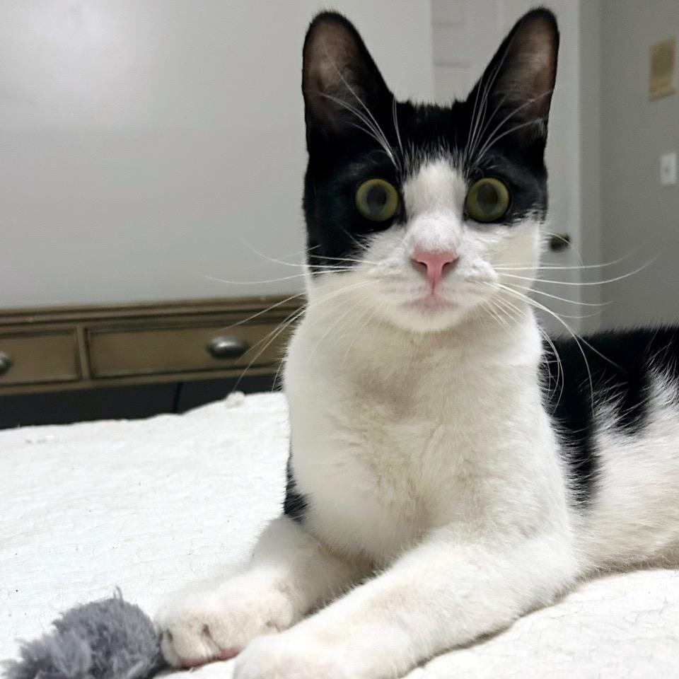 Grasshopper — thumbnail 6