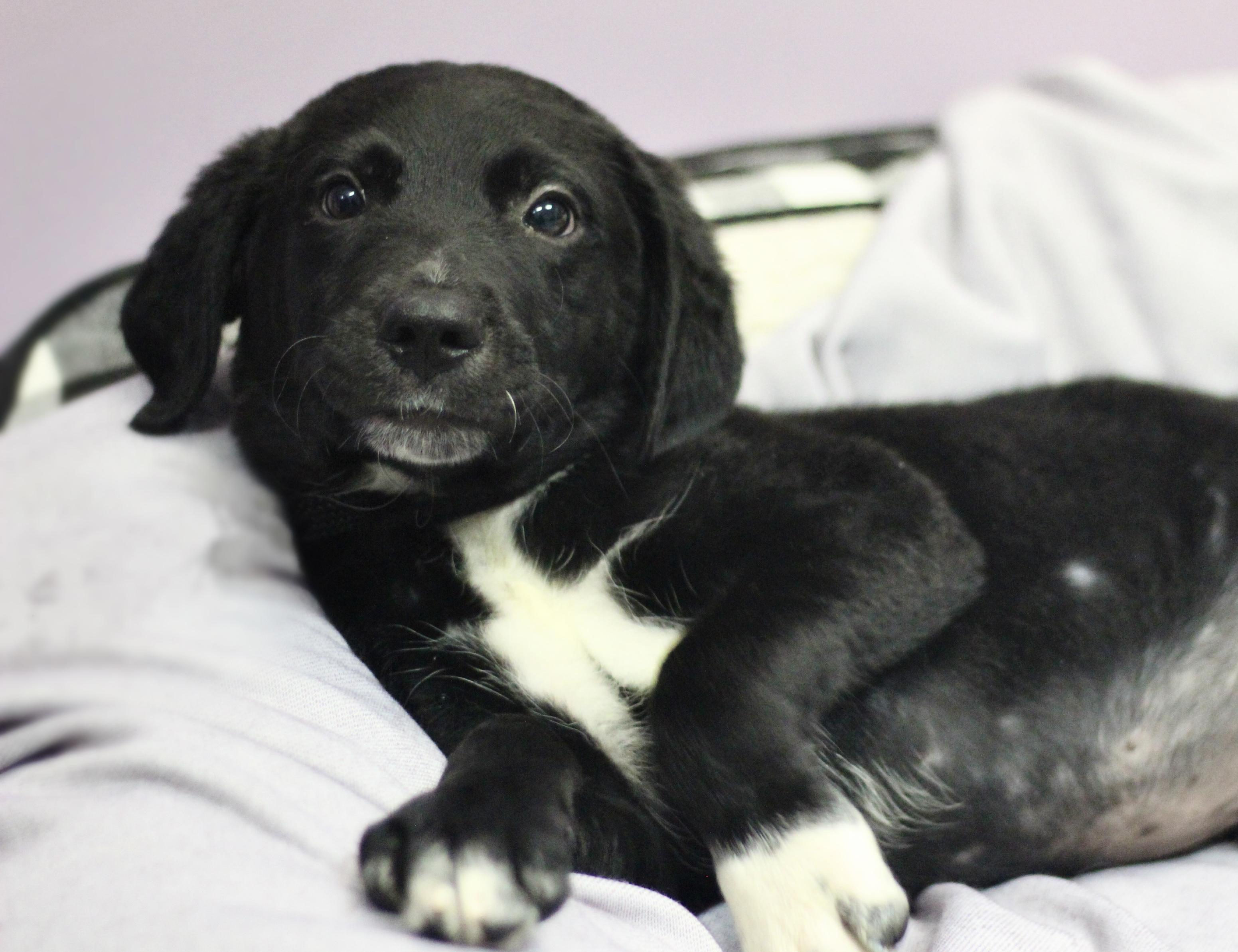 Enlarge Witty in NH. Come Meet our Adoptable Dogs Wednesday-Saturday. More info in Bio, a Adopted mixed breed in Manchester, NH image 1/3
