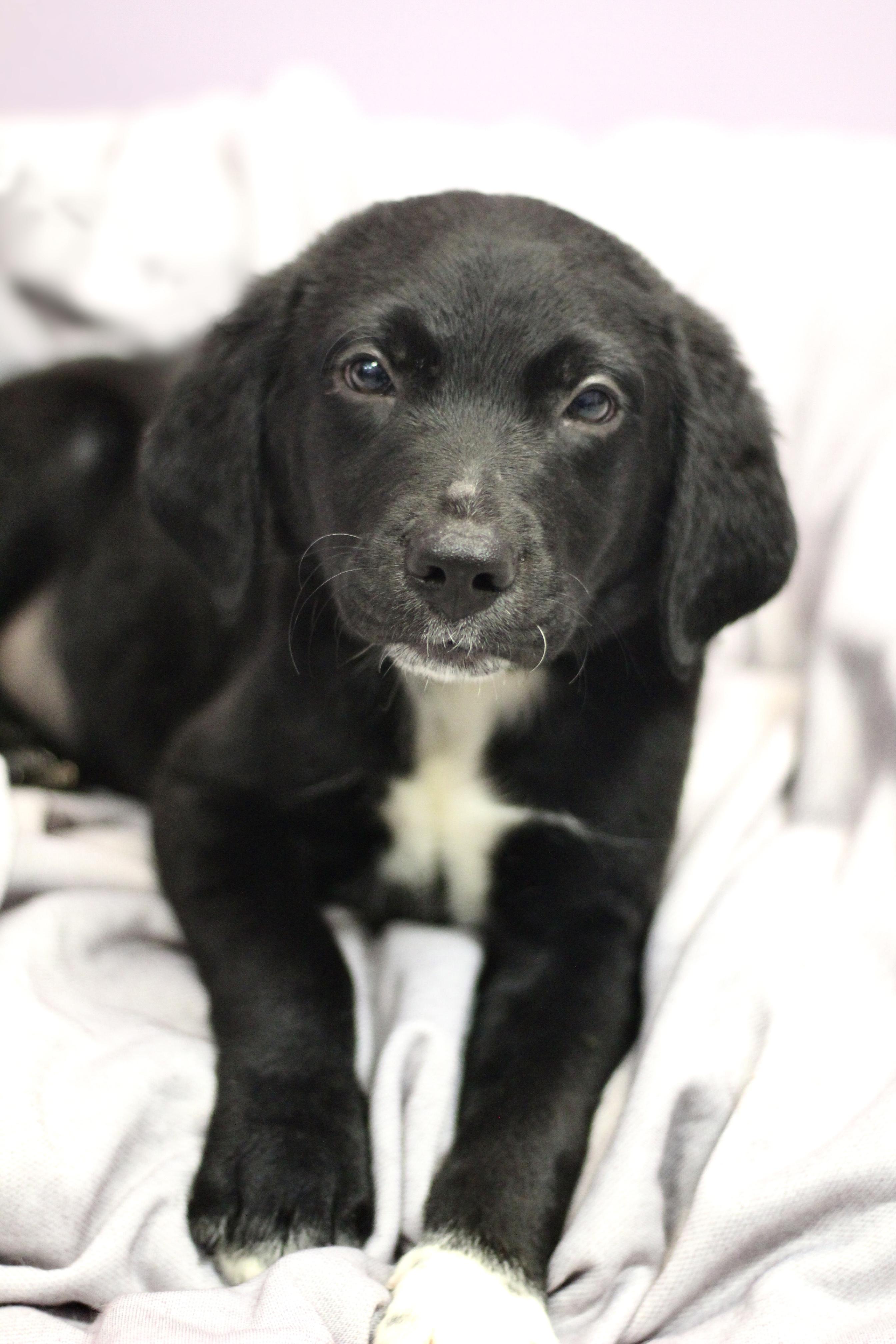 Enlarge Witty in NH. Come Meet our Adoptable Dogs Wednesday-Saturday. More info in Bio, a Adopted mixed breed in Manchester, NH image 3/3