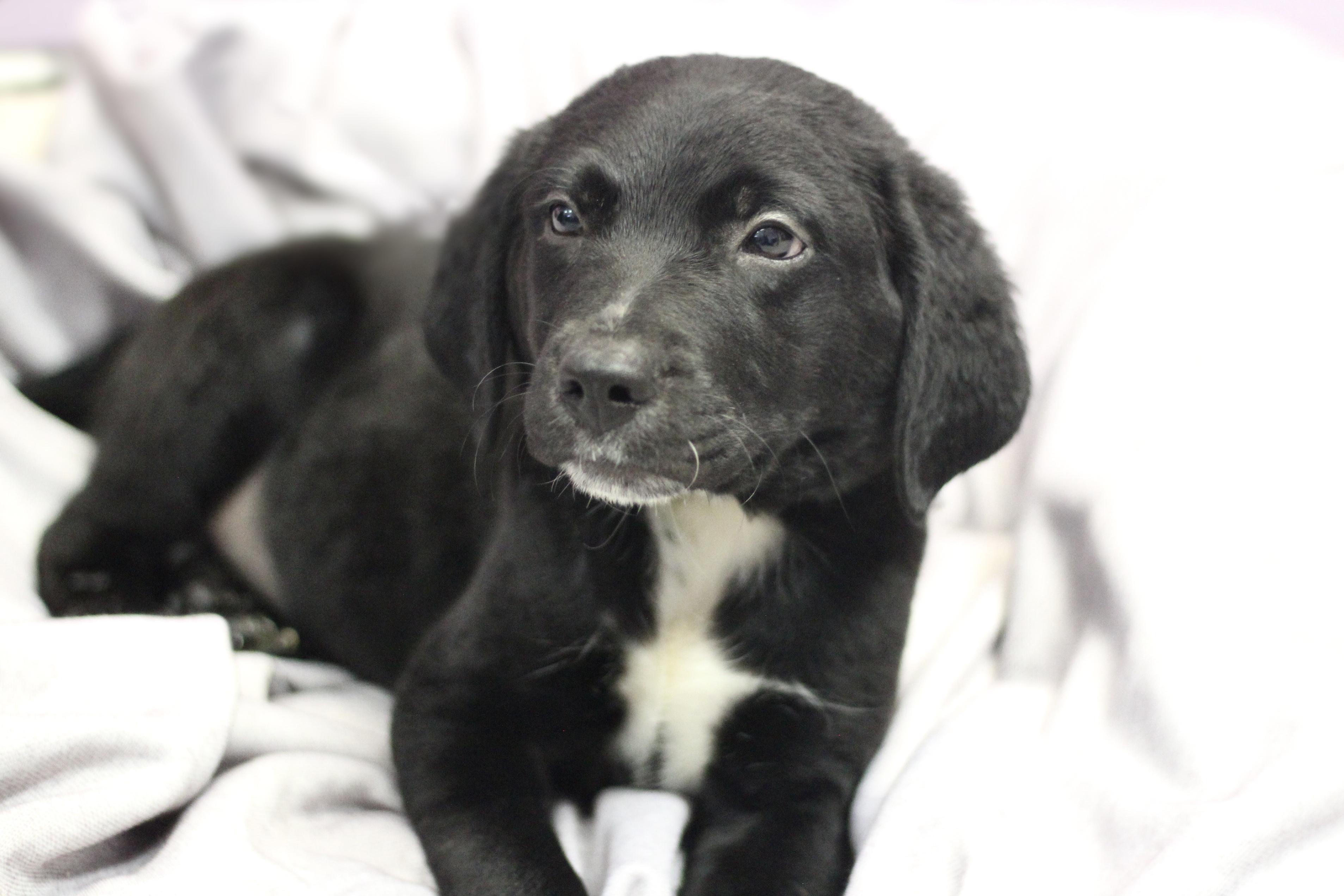 Enlarge Witty in NH. Come Meet our Adoptable Dogs Wednesday-Saturday. More info in Bio, a Adopted mixed breed in Manchester, NH image 2/3