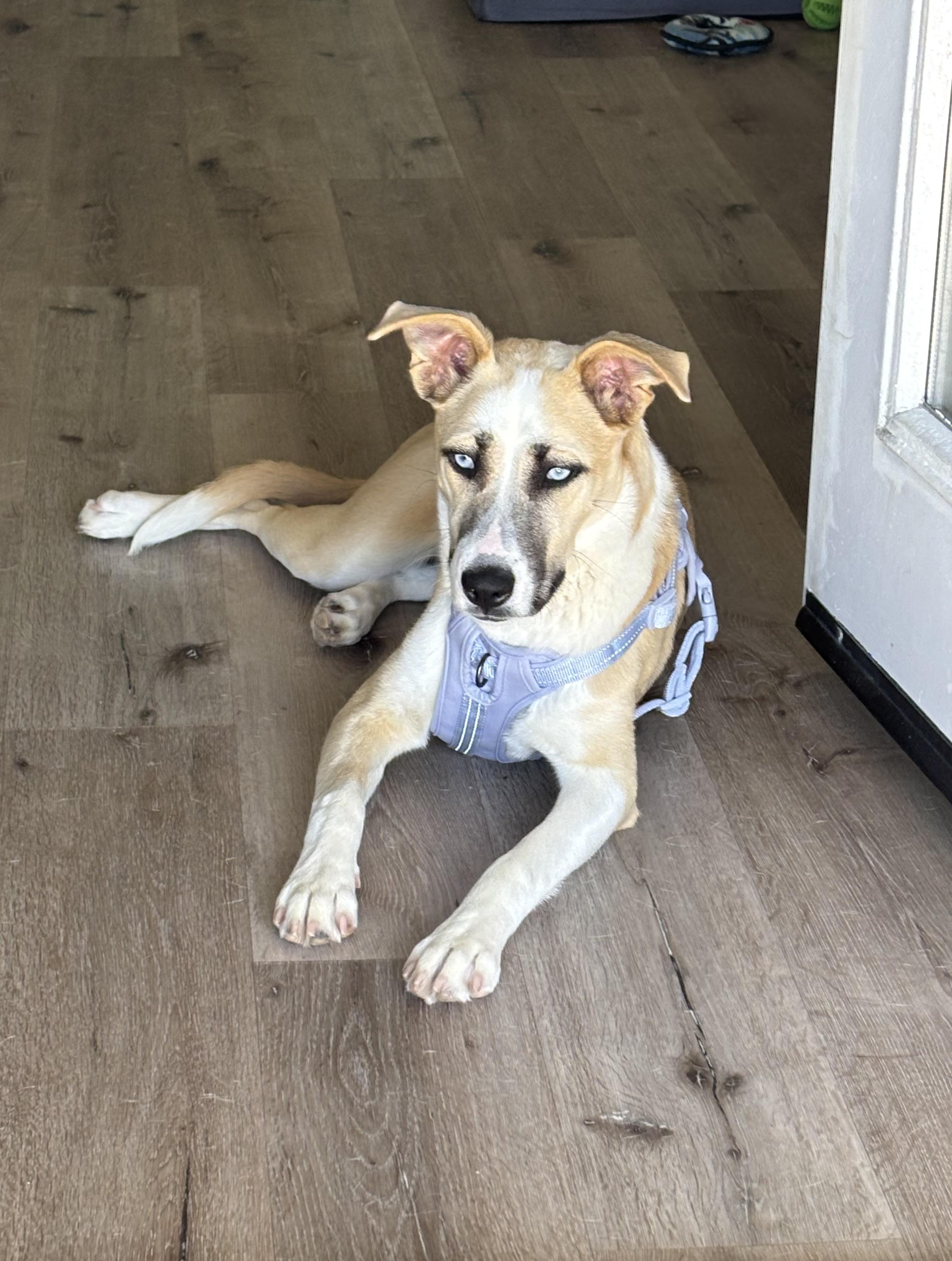 Enlarge Ella , an adopted mixed breed in Carlsbad, CA image 2/3