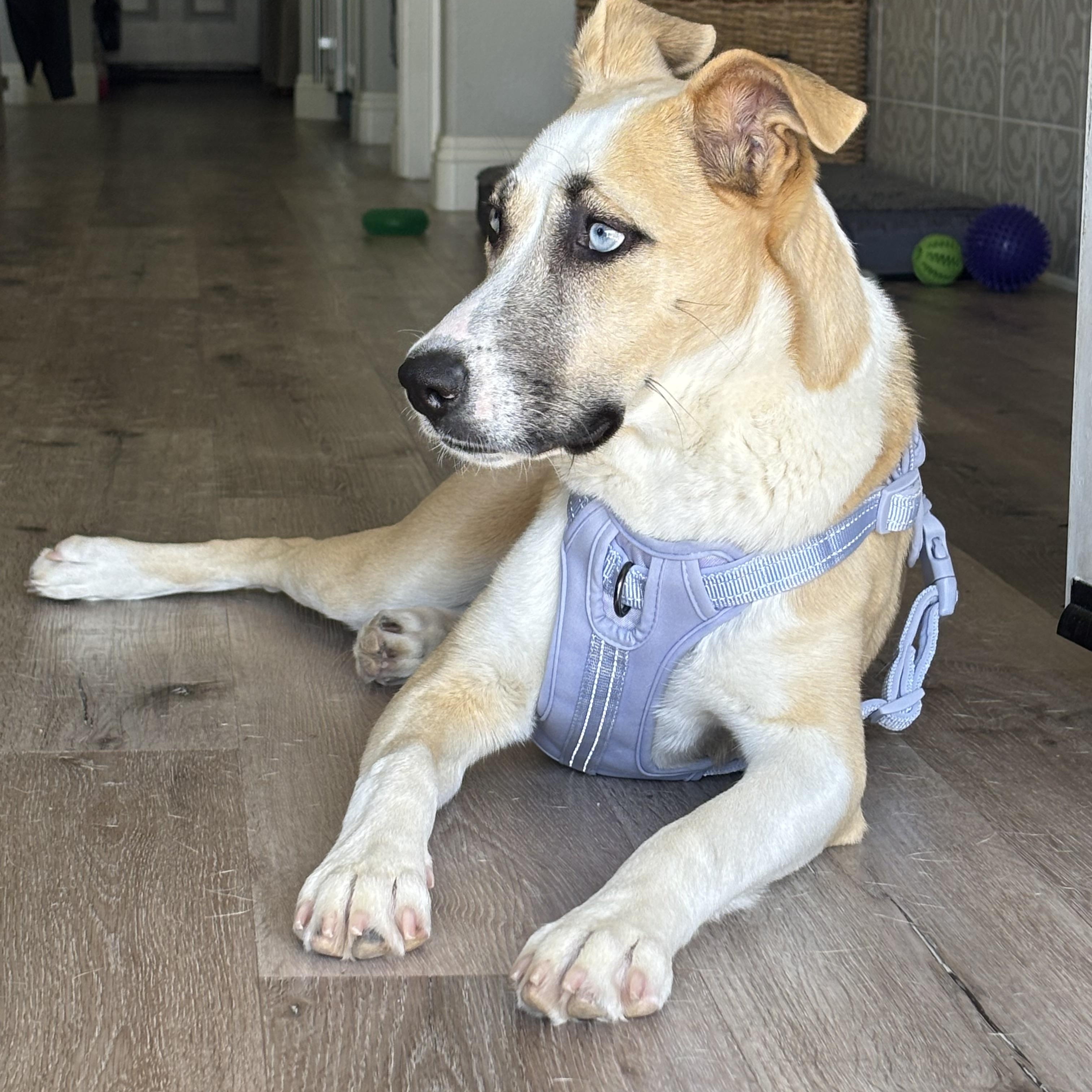 Enlarge Ella , an adopted mixed breed in Carlsbad, CA image 3/3