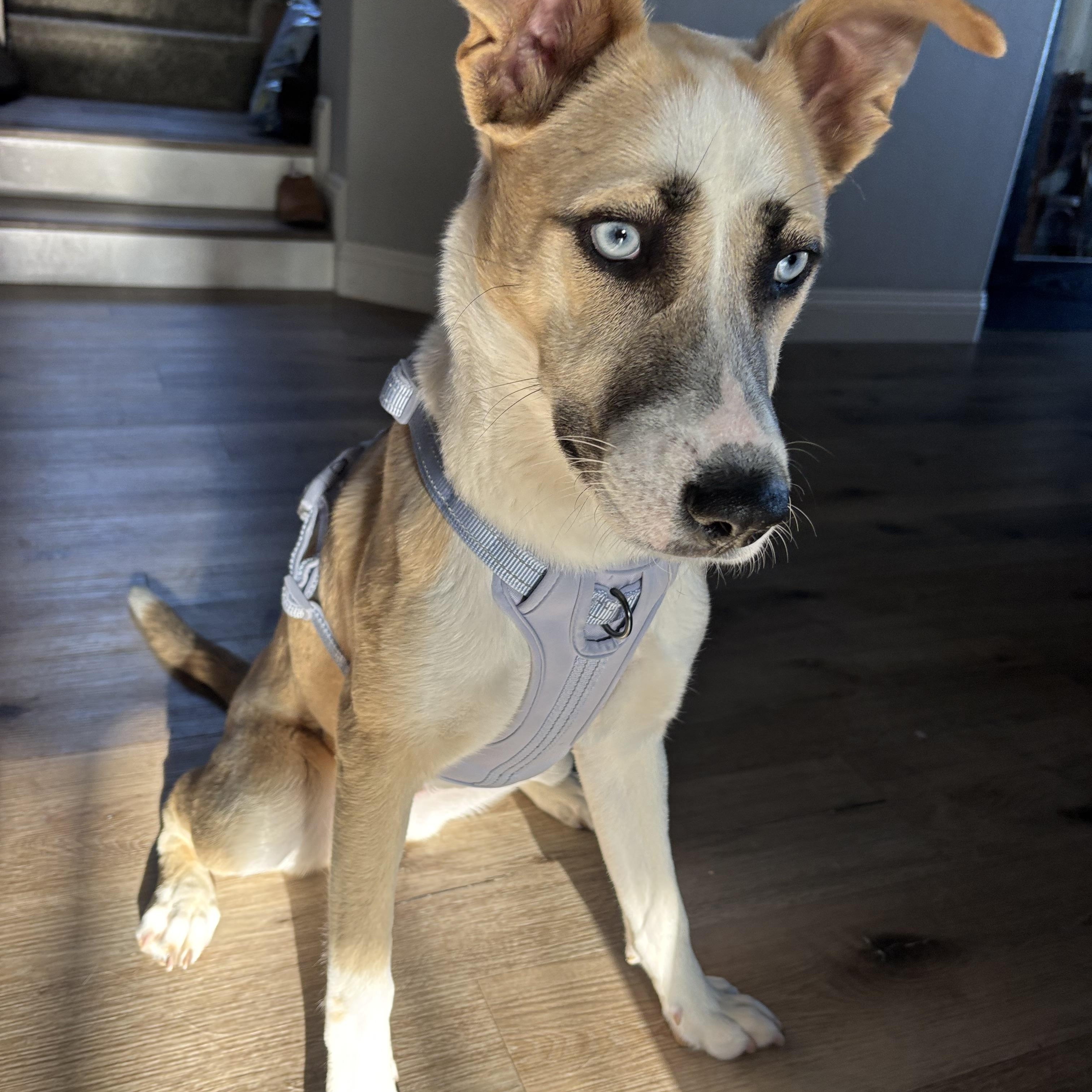 Enlarge Ella , an adopted mixed breed in Carlsbad, CA image 1/3