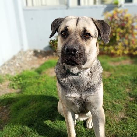 Palmer, Adoptable, Young Male German Shepherd Dog.
