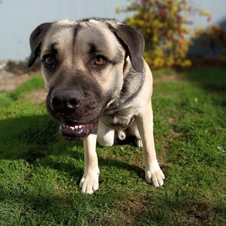 Enlarge Palmer, a Adoptable German Shepherd Dog in McMinnville, OR image 2/5