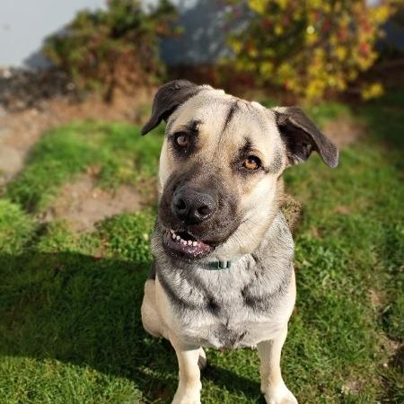 Enlarge Palmer, a Adoptable German Shepherd Dog in McMinnville, OR image 3/5