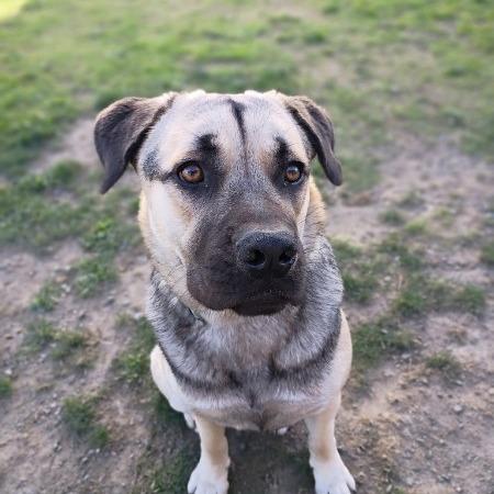 Enlarge Palmer, a Adoptable German Shepherd Dog in McMinnville, OR image 4/5
