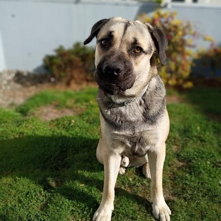 Enlarge Palmer, a Adoptable German Shepherd Dog in McMinnville, OR image 5/5