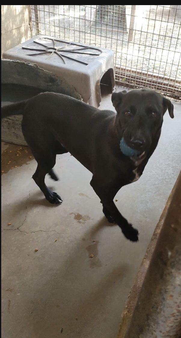 Scooby, Adoptable, Young Male Labrador Retriever.