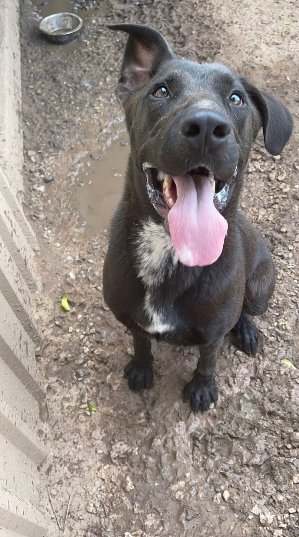 Enlarge Scooby, a Adoptable mixed breed in Henrietta, TX image 4/6