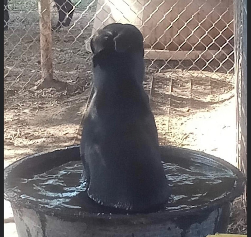 Enlarge Scooby, a Adoptable mixed breed in Henrietta, TX image 5/6