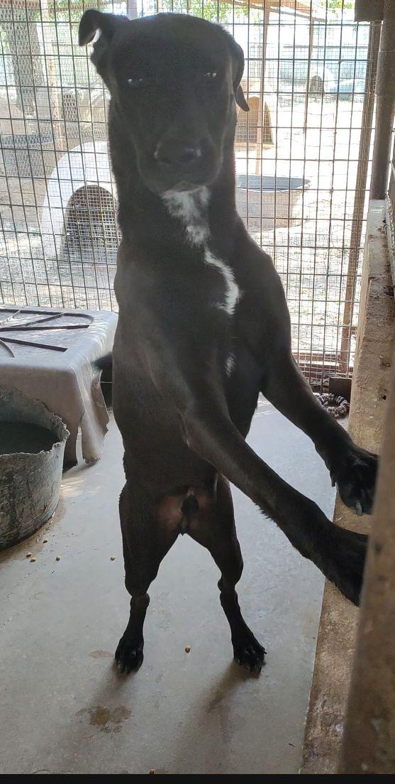 Enlarge Scooby, a Adoptable mixed breed in Henrietta, TX image 6/6