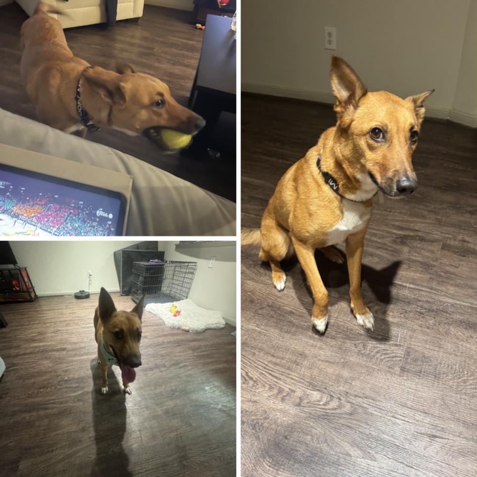 ZOEY, Adoptable, Young Female German Shepherd Dog & Mixed Breed.