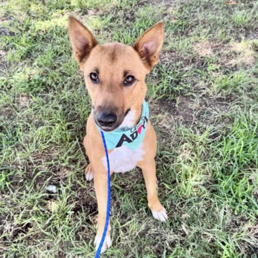 ZOEY, Adoptable, Young Female German Shepherd Dog & Mixed Breed.