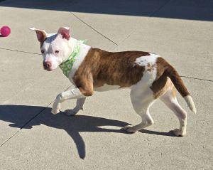 Nova, an adopted Pit Bull Terrier in Bucyrus, OH image 4/4
